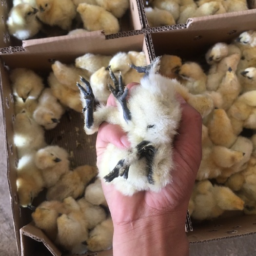 南宁竹丝鸡苗 竹丝鸡出壳苗