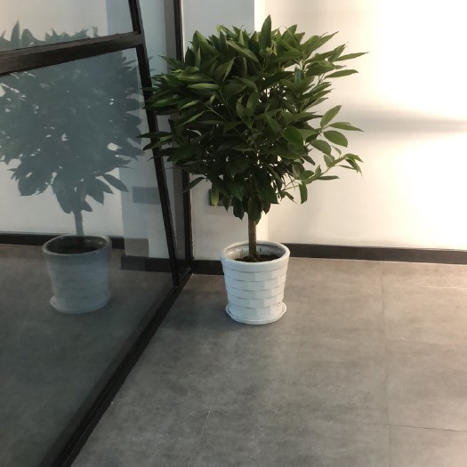 绍兴幸福树盆栽 专业批发平安树幸福树，价格便宜品质优