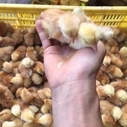 南宁三黄鸡苗 三黄土鸡出壳苗