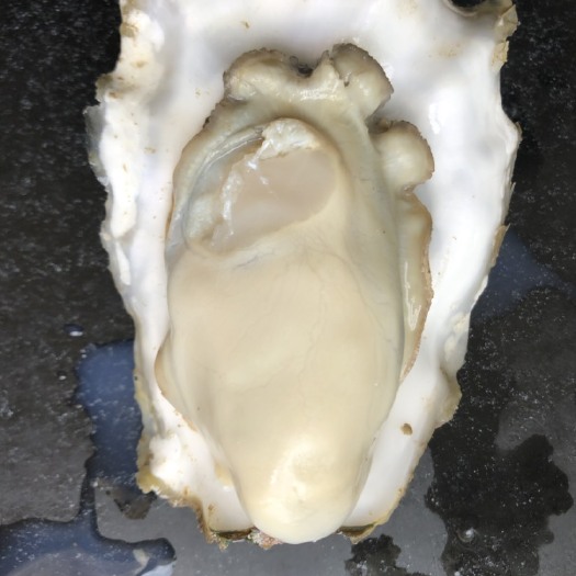 海阳市乳山牡蛎生蚝海蛎子大量现货供应肥度杠杠的价格便宜三倍体