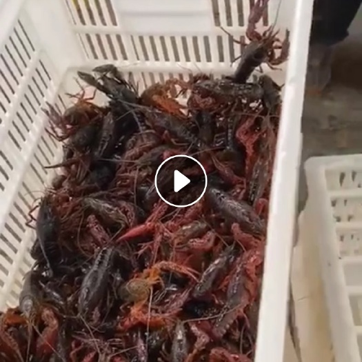 微山县青壳小龙虾 青虾 人工养殖 塘虾 特别干净 分量足
