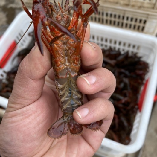 徐州清水小龙虾 每天供应1000斤789钱 青虾