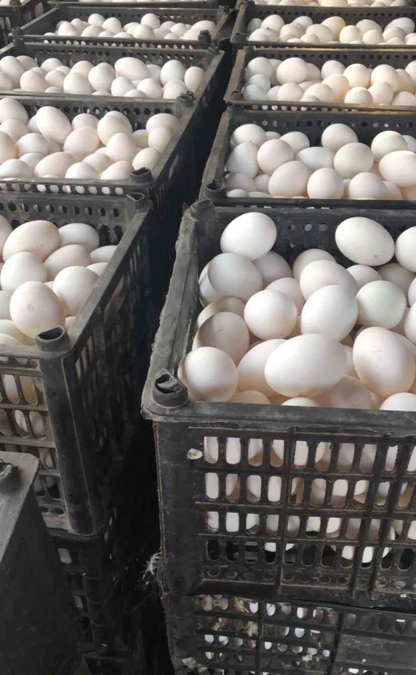 泰安白鸭蛋  鸭蛋，双黄蛋，水洗蛋，散黄蛋大量批发