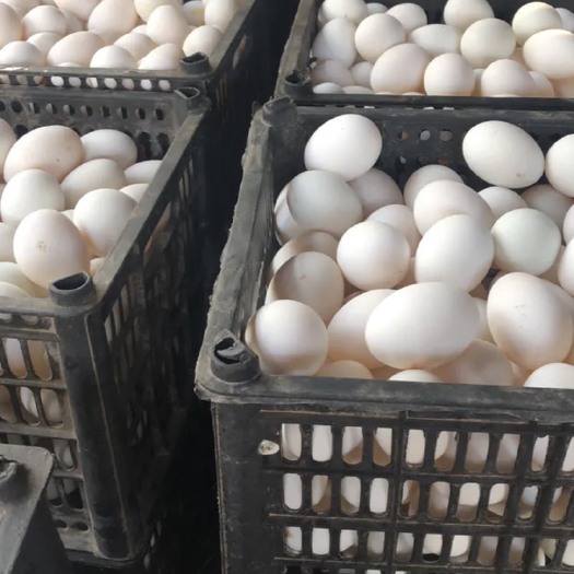 泰安白鸭蛋  ，双黄蛋，裂纹蛋，水洗蛋大量批发