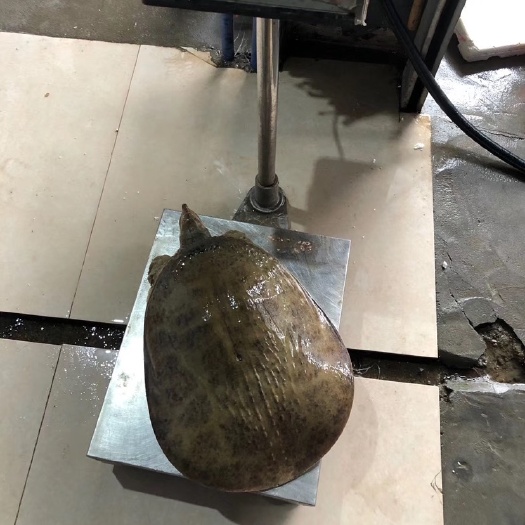 南宁珍珠鳖 5斤以上