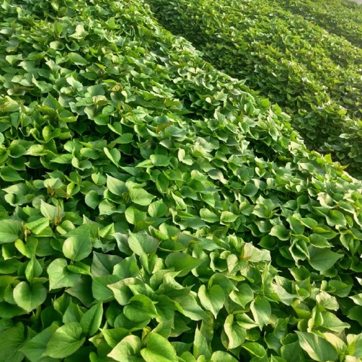 秦薯5号红薯苗  杨凌西北农林科技大学脱毒红薯苗培育基地