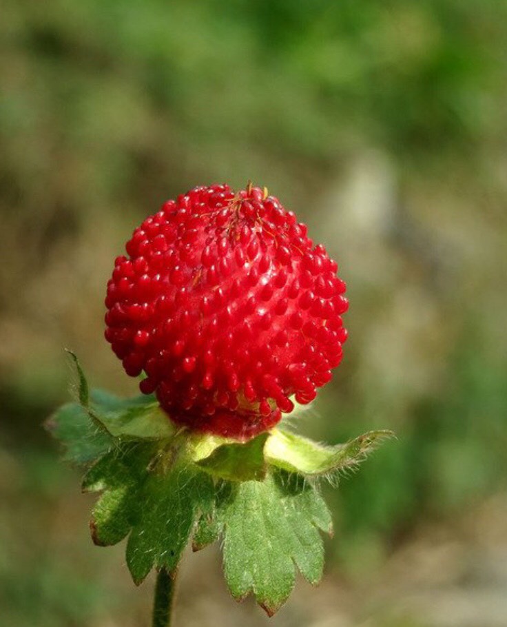 野草莓苗 品种肖丽野草莓