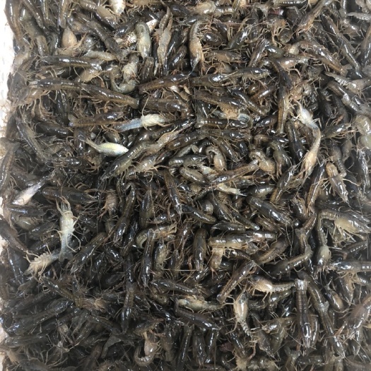 望江县 安徽龙虾苗