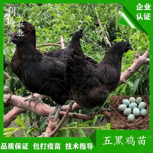 广州 五黑鸡苗绿壳蛋鸡