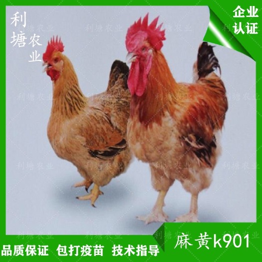 广州K9麻黄鸡苗 麻黄k901鸡882