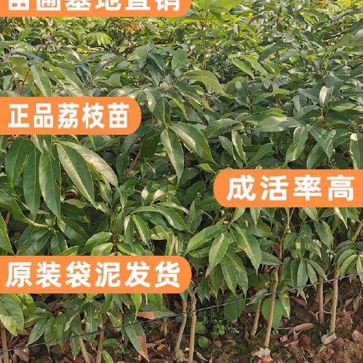 普宁市妃子笑荔枝苗 荔枝实生苗，小杯，中杯，地径0.7起，高度80cm以上