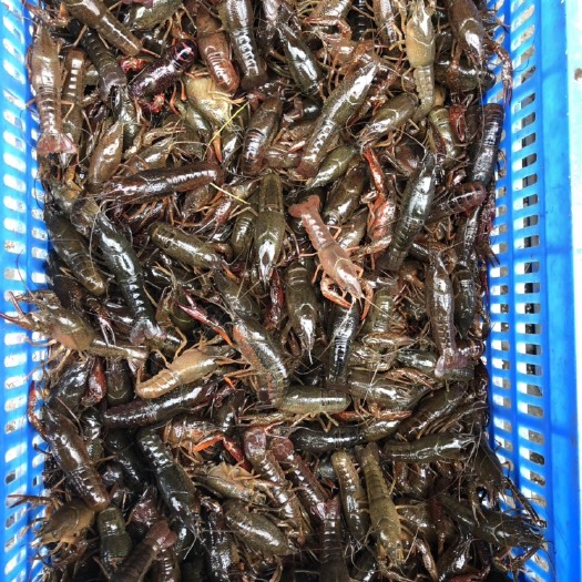 洪湖市小龙虾  清水虾