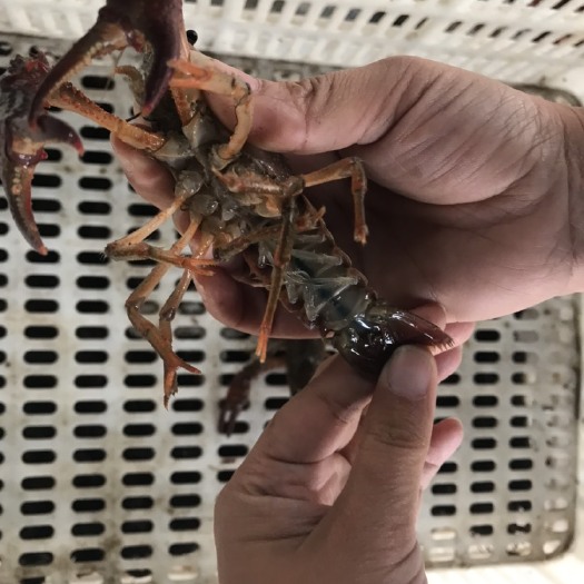 洪湖市小龙虾4一6钱清水小龙虾中青洪湖小龙虾批发