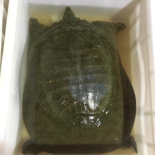 长沙 外塘养殖生态甲鱼