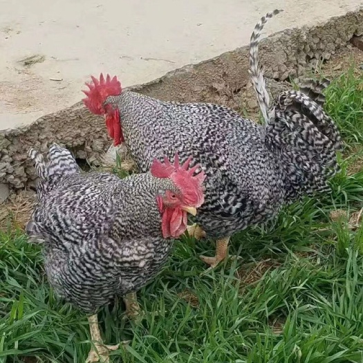南宁芦花鸡苗 公