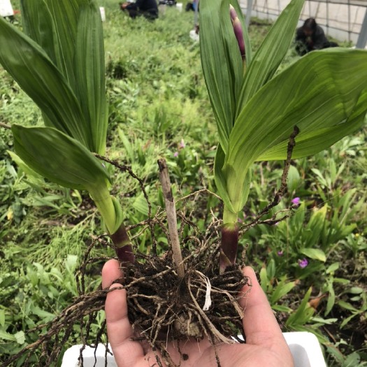 西安紫花白芨苗