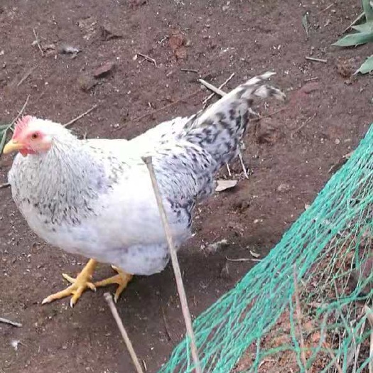 南宁芦花鸡苗 公