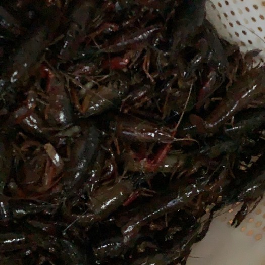 黄梅县青壳小龙虾 淡水养殖，口感细腻，货源充足