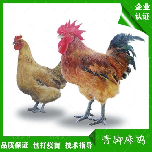 广州 青脚麻鸡铁脚麻鸡苗