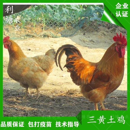 广州土鸡苗 三黄土鸡快大黄鸡