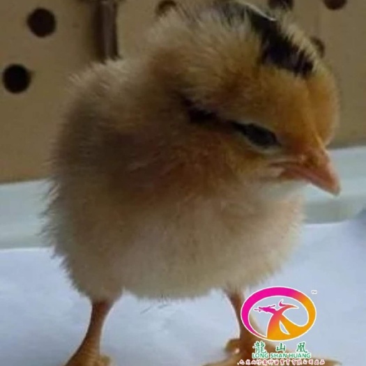 广州 良凤花鸡苗