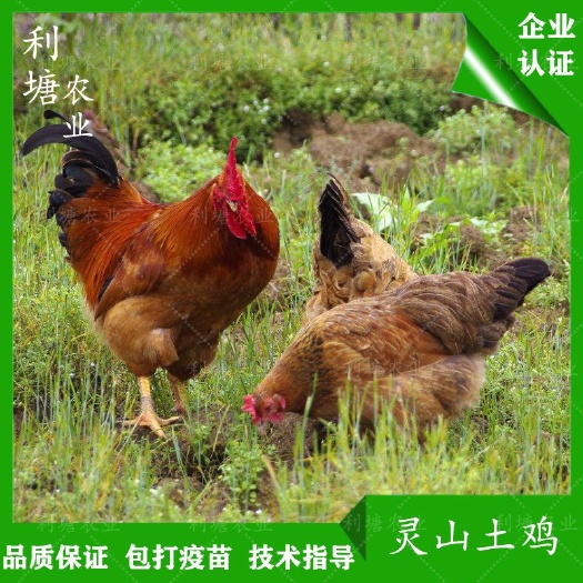 广州 灵山土鸡苗桂香土鸡