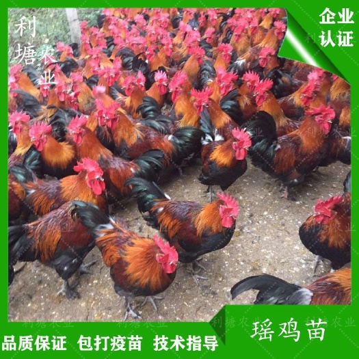 广州 南丹瑶鸡苗血毛土鸡