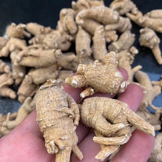西洋参  加拿大花旗参