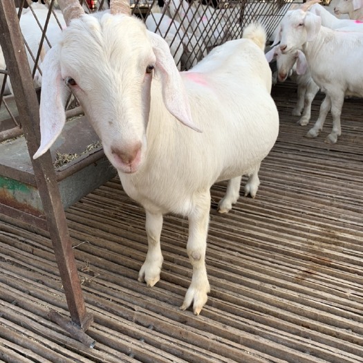 礼泉县白山羊 黑山羊 波尔山羊 羊苗种羊小羊羔养殖场