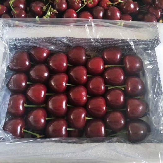 大荔县陕西温室大棚樱桃大量供应，基地直供。品种齐全！货源充足