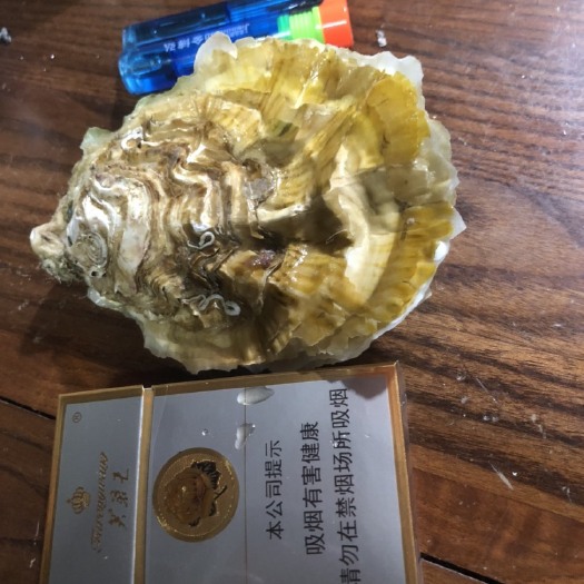 诏安县诏安湾生蚝 福建生蚝批发原产基地