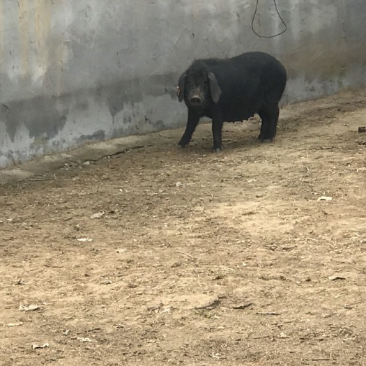 潍坊菜芜黑猪 莱芜黑猪母猪原种一代纯种血统高产王