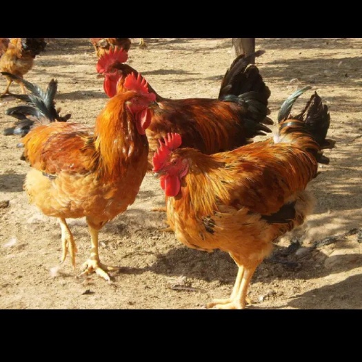 南宁 优质K9肉鸡苗