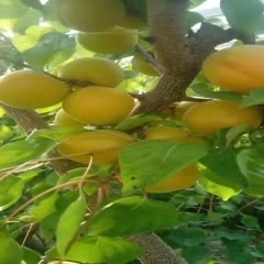  陕西温室大棚金太阳杏45起步，大量供应，货源充足，基地直供