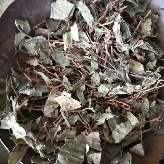 玉林 中药材不出林 矮地茶 平地木