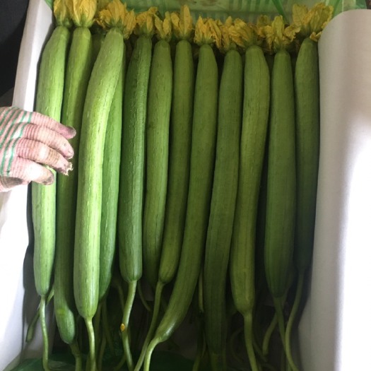 济南 中绿鲜花丝瓜，瓜直花艳，长短均匀，粗细适中，精品中的精品
