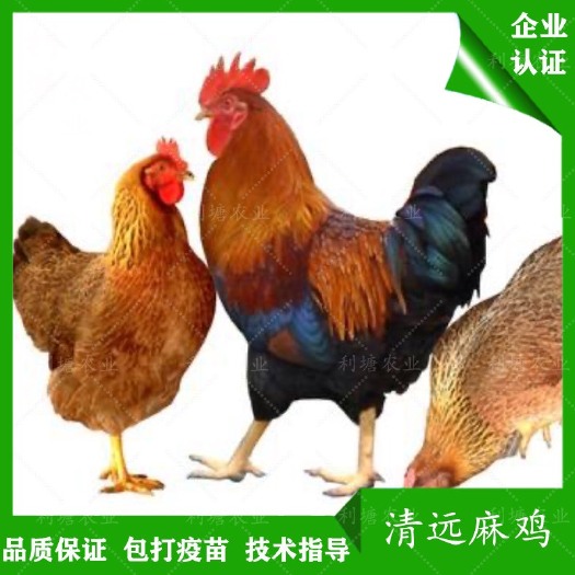 广州清远2号麻鸡苗 清远麻鸡温氏清远麻