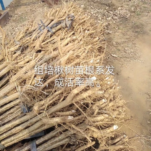 辉县市 楸树