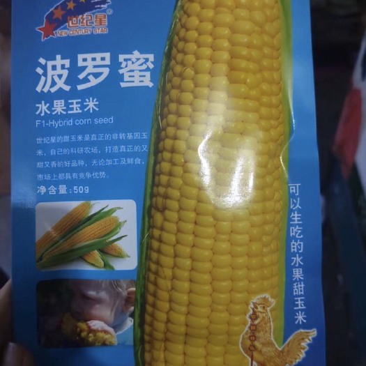 郑州 波罗蜜水果玉米种子（可以生吃的水果甜玉米）饱满有光泽不秃顶