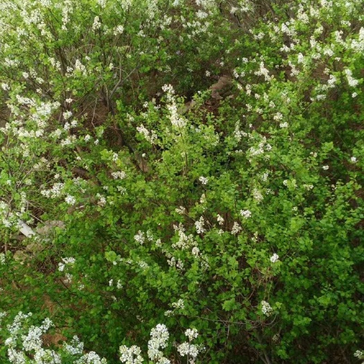 泰安白丁香 2~4cm 4cm以下 1.5~2米