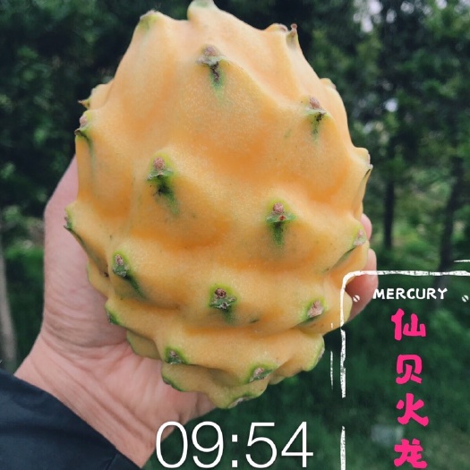 广州燕窝火龙果苗  供应燕窝果苗黄皮火龙果苗麒麟果苗广州基地直供保成活率