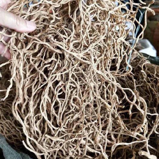  中药材水洗牛尾菜  牛尾结 牛尾蕨 大伸筋草