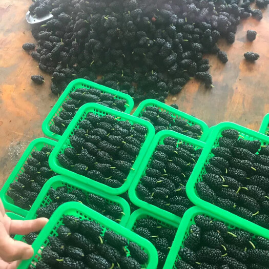 德昌县德昌桑葚 2 - 3cm