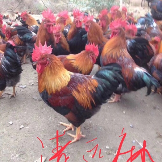 广州清远麻鸡苗 红毛大冠  黄脚土鸡