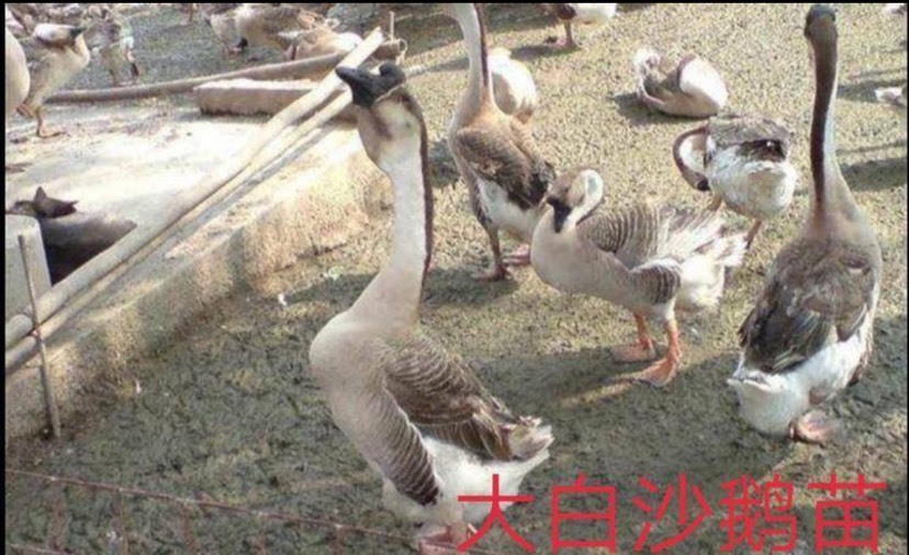 钦州大白鹅苗 大白沙饿苗