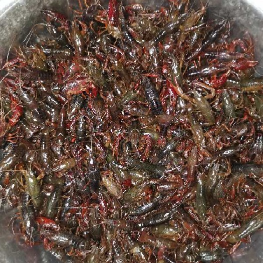 芜湖清水小龙虾 稻田虾
