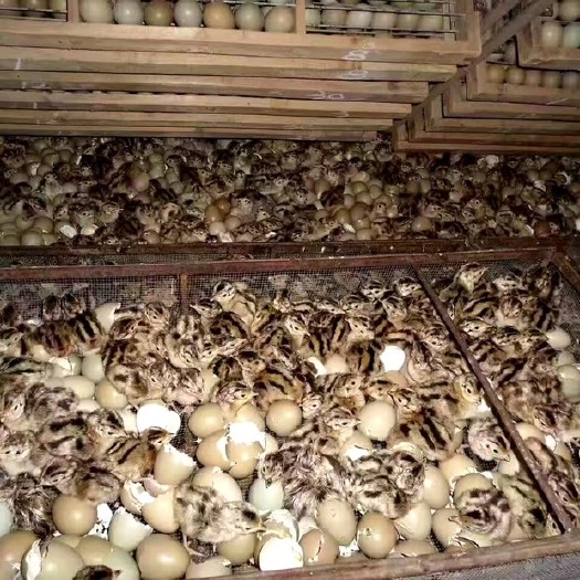 南宁 七彩山鸡苗