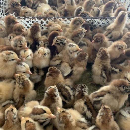 南宁 良凤花鸡苗