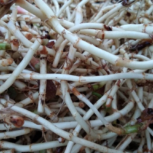 泗洪县 鱼腥草