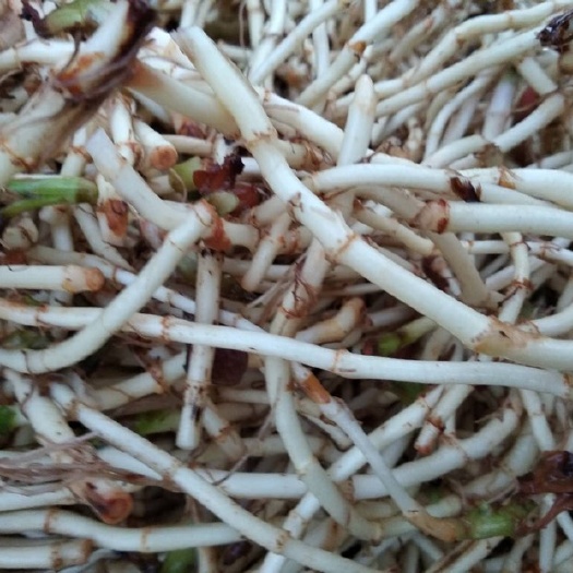 宿迁 鱼腥草红茎鱼腥草